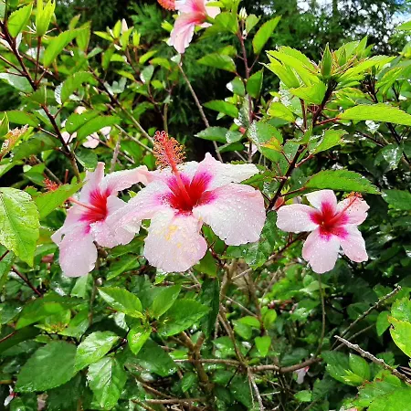 Quinta Primas Semesterbostad