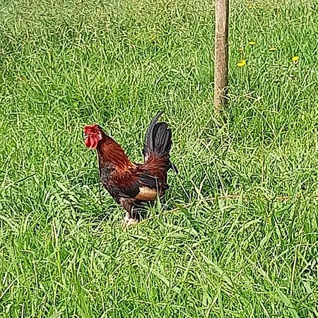 Quinta Primas * Lomba (Flores)