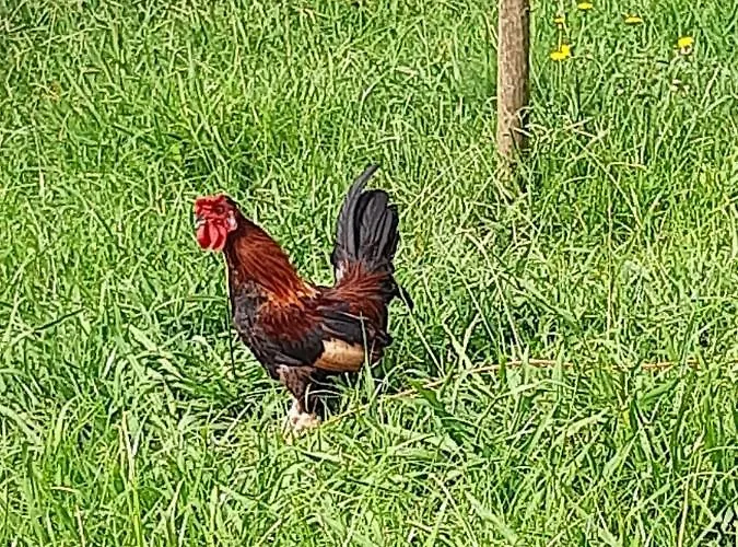 Quinta Primas * Lomba (Flores)